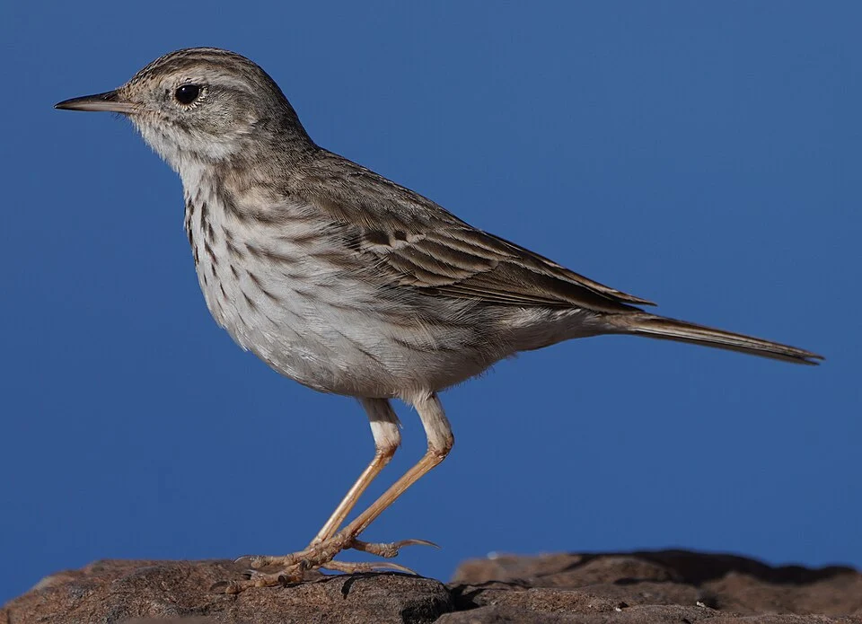 Berthelot's pipit (Anthus berthelotii) in La Merica, Valle Gran Rey, province of Santa Cruz de Tenerife, Spain