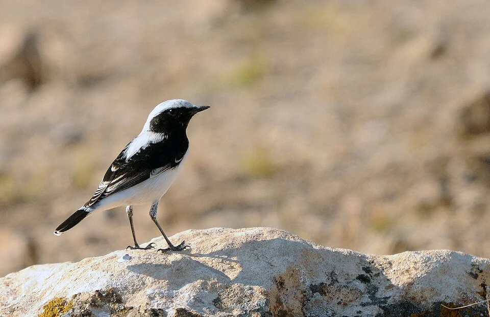 Finsch's wheatear