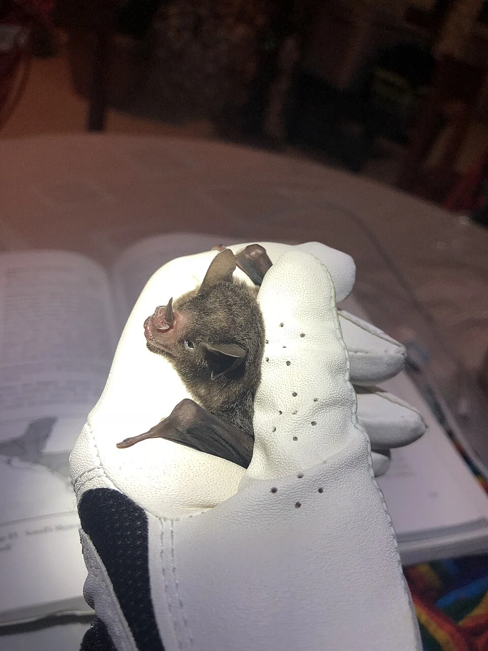 Photo of Sowell’s Short-tailed Bat (Carollia) uploaded from iNaturalist.