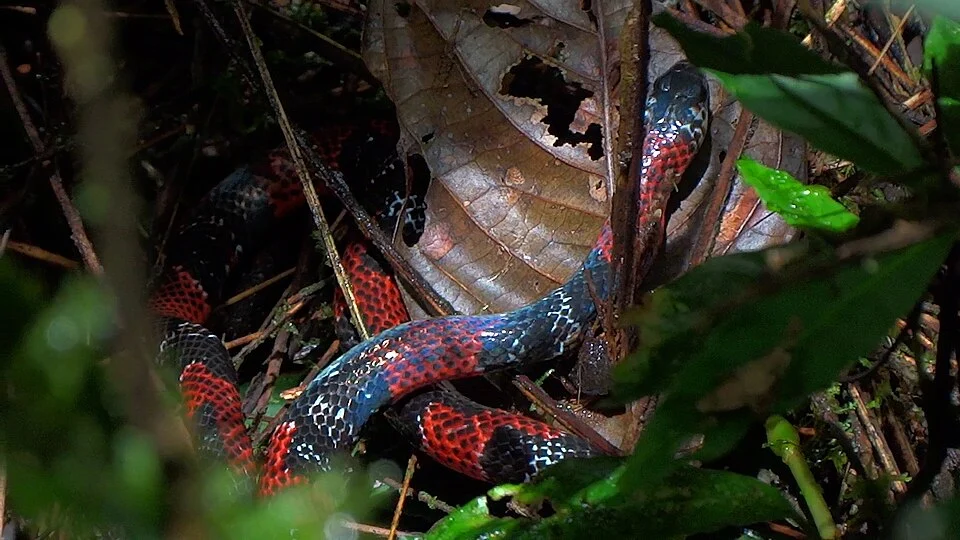 Erythrolamprus mimus mimus