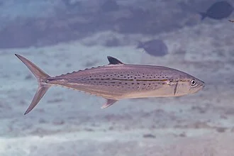 Cero (Scomberomorus regalis), Cozumel, Mexico