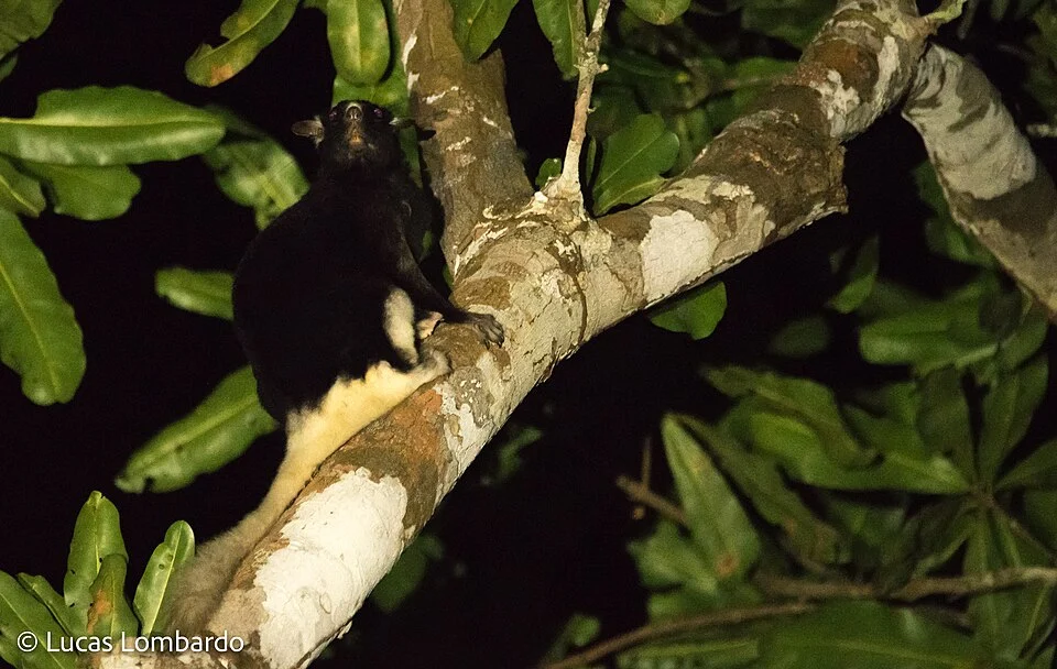 taken in Ankasa Conservation Area, Ghana