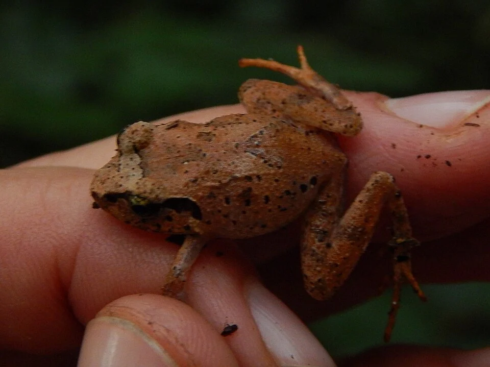 Tanzanian Screeching Frog (Arthroleptis tanneri). Species of amphibian.