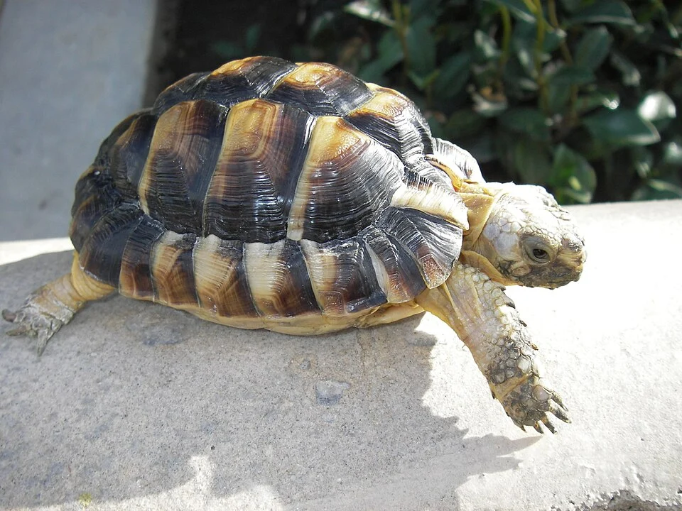 A captive bred 5-year-old Egyptian tortoise. Taken by Kevin Yang in December 2006 and released to the public domain.