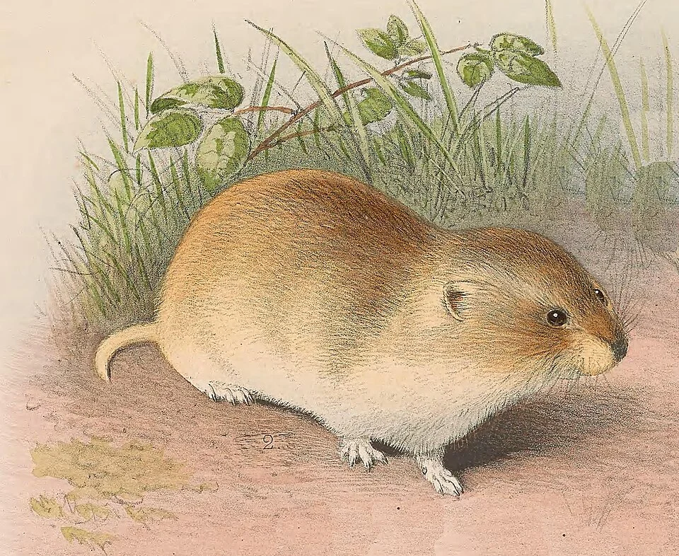 Phaiomys leucurus from Plate on the page 271.