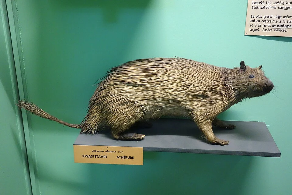 Exhibit in the Royal Museum for Central Africa, Tervuren, Belgium. Photography was permitted in the museum without restriction.