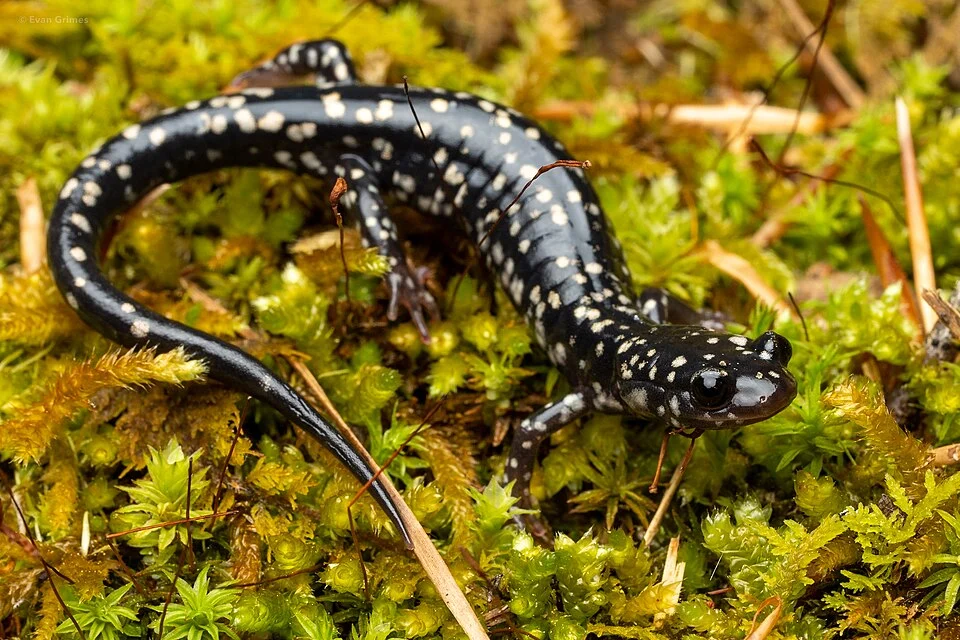 Louisiana Slimy Salamander (Plethodon kisatchie)
