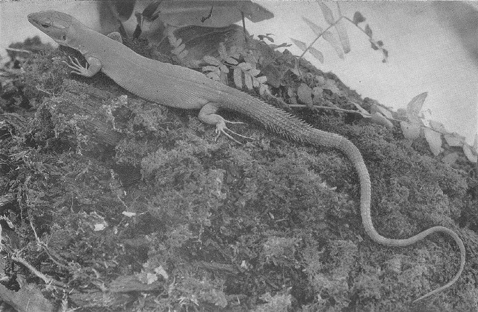 Female of Gastropholis echinata