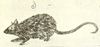 Colo-colo, figure42.3 in Guevara’s1908 historical account