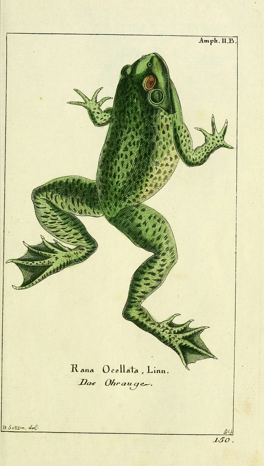 Amph. II.B. 
Rana Ocellata , Linn. 
Das Ohrauge. 
D. Sotzm. 

150.