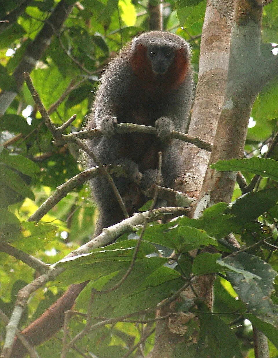 Photo of Milton's Titi (Plecturocebus miltoni) uploaded from iNaturalist.