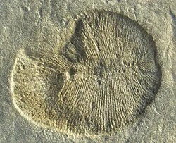 Dickinsonia