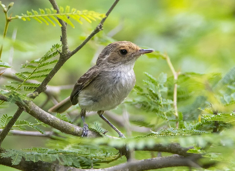 Fulvous-faced Scrub-Tyrant (Euscarthmus fulviceps) in Peru