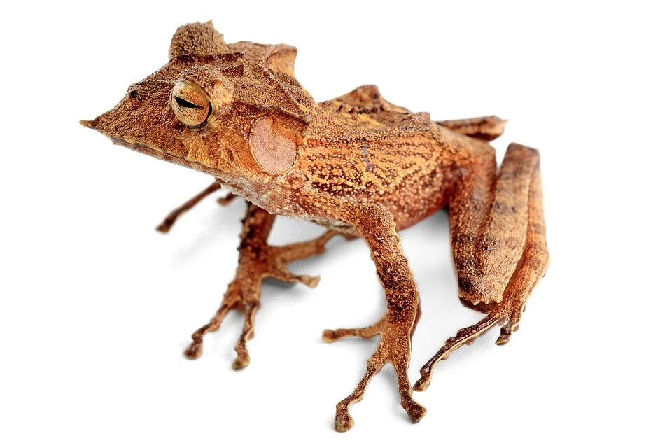 Rana arbórea cornuda de Ecuador Hemiphractus bubalus. Zamora Chinchipe, Comunidad de Shaime.