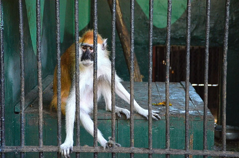 Patas Monkey in Giza Zoo