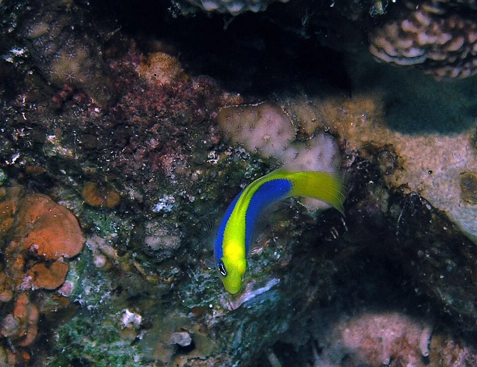 Yellowback Dottyback (Pseudochromis flavivertex).
You are free to use this image providing you include a link to http://www.redseaexplorer.com