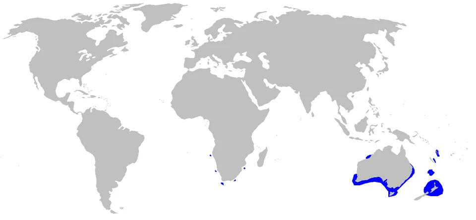 Distribution map for Deania quadrispinosum