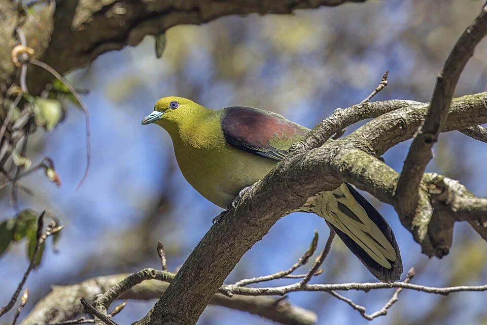White-bellied green pigeon (Treron sieboldii sieboldii), Qianshan Park, Beitou, Taiwan