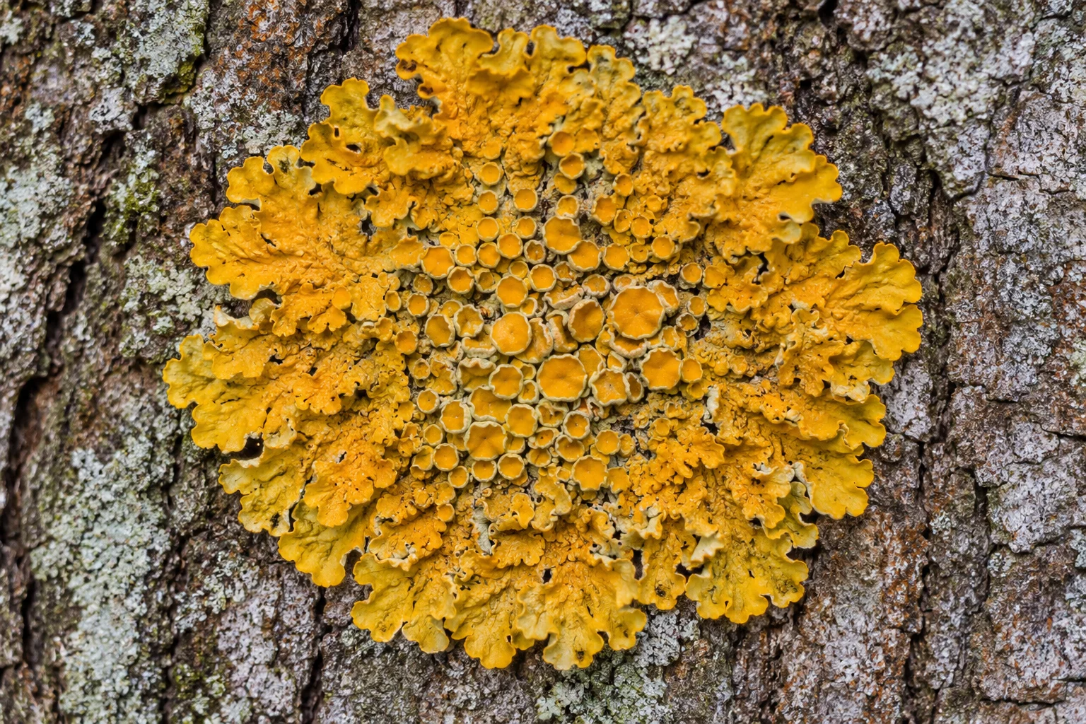 Common orange lichen study