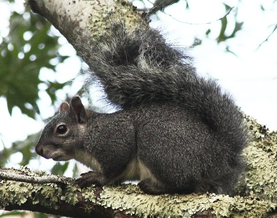 Western Gray Squirrel, photo taken by me.