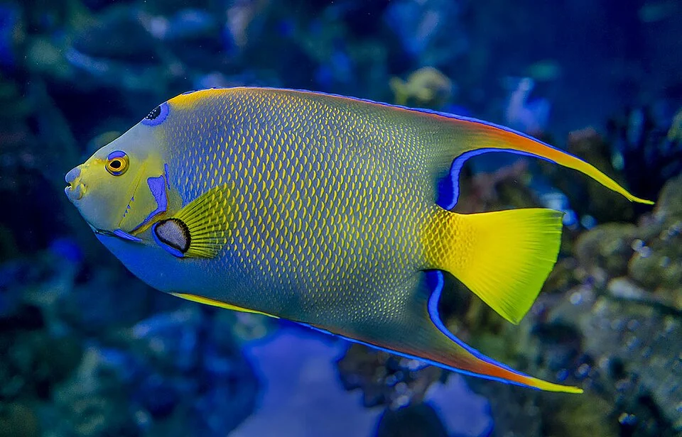 Queen Angelfish, Holacanthus ciliaris.