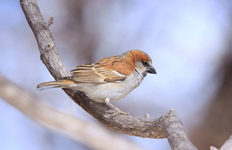 Great Sparrow in Marakele National Park, South Africa