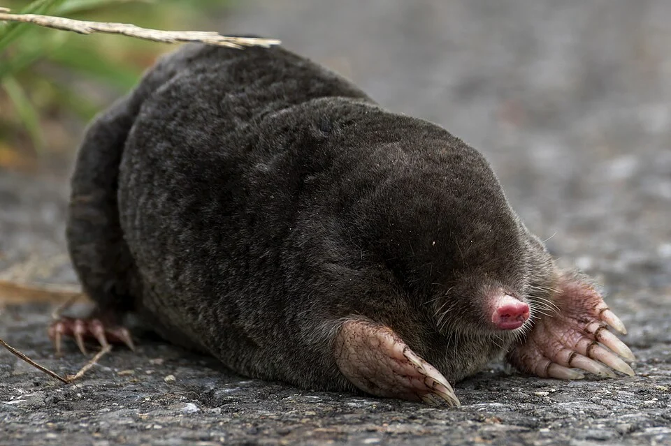 Talpa europaea