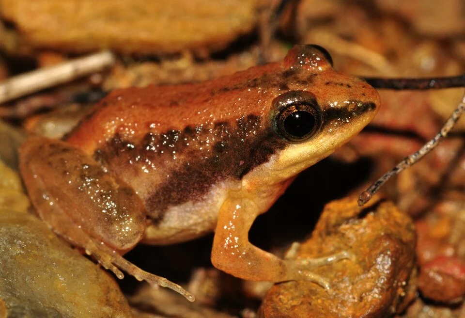 This small frog is a male and was vocalizing at night in water logged abandoned paddy fields in Agumbe
