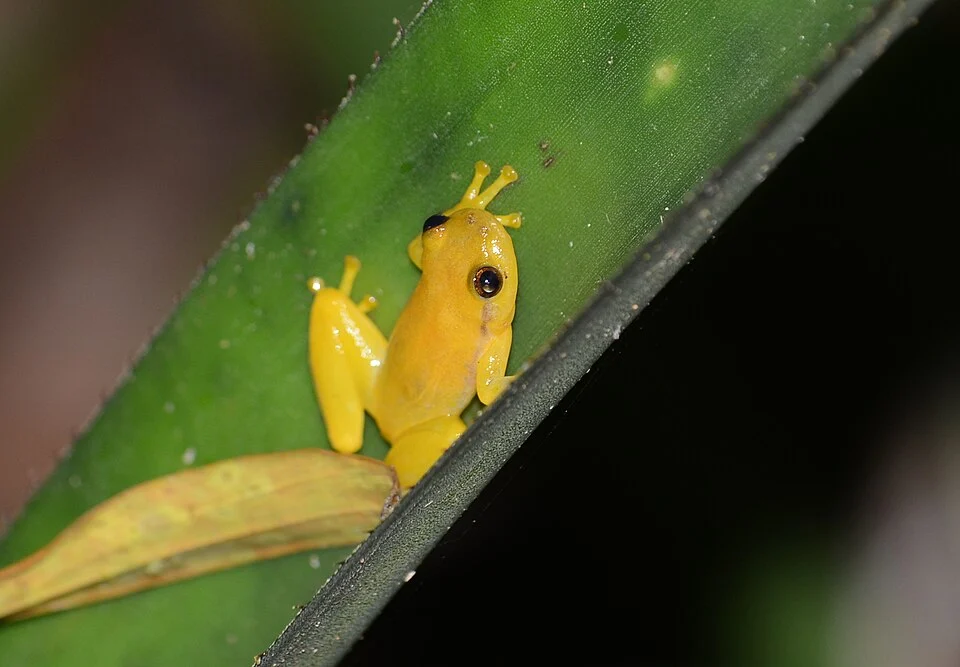 Mata do Catolé Heart-tongued Frog (Phyllodytes edelmoi)