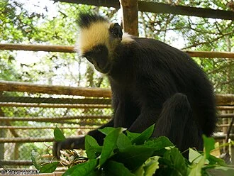 Südlicher Schwarzlangur oder Laos-Langur (Trachypithecus laotum)