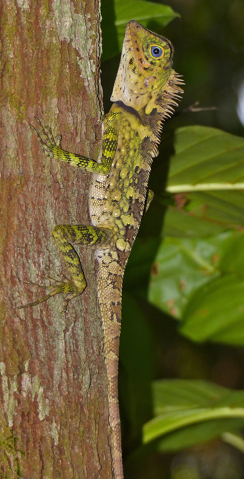 Permai Rainforest Resort, Santubong Peninsula North of Kuching, Sarawak, MALAYSIA
