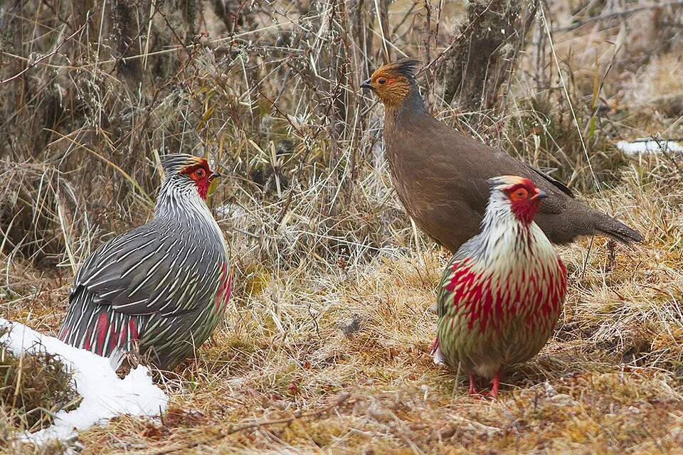 The species Blood Pheasant had been photographed during the birding tour of GoingWild in Phrumsingla National Park in Bhutan in the month of March 2017.