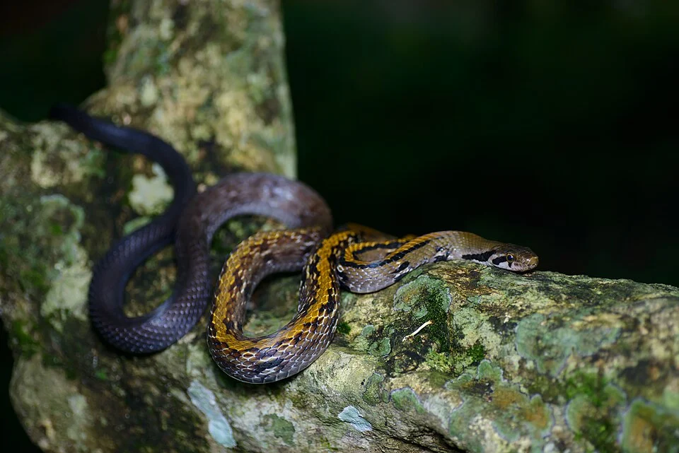 Coelognathus flavolineatus in Kaeng Krachan National Park