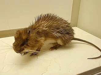 1
Summary
A picture of a stuffed Armored Rat taken at the National Museum of Natural History.