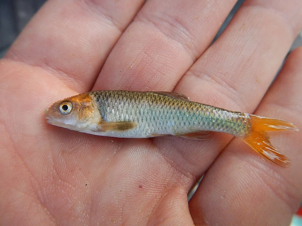 Cyprinella proserpina - Proserpine shiner. Species of fish.