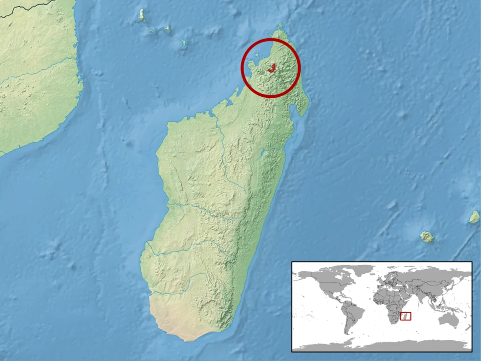 geographic distribution of Brookesia lolontany (Native:
Madagascar)