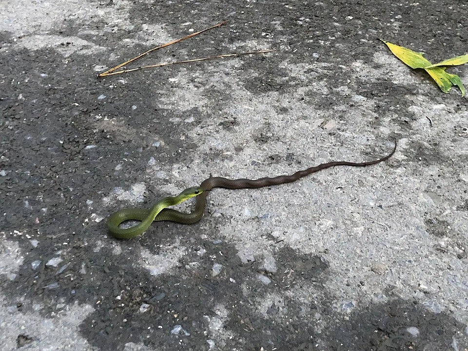 Photo of North China Green Snake uploaded from iNaturalist.