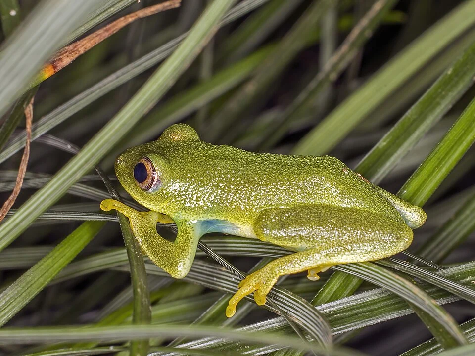Oceanic tree frog (Hyperolius drewesi), Príncipe Island, São Tomé and Príncipe. With thanks to Estrela Matilde, Executive Director of ONG Fundação Príncipe.