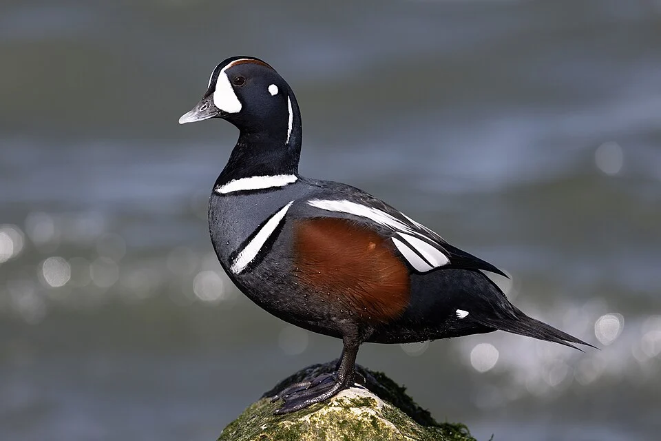 A Drake Harlequin Duck perched on the rocks at Barnegat Inlet, NJ.