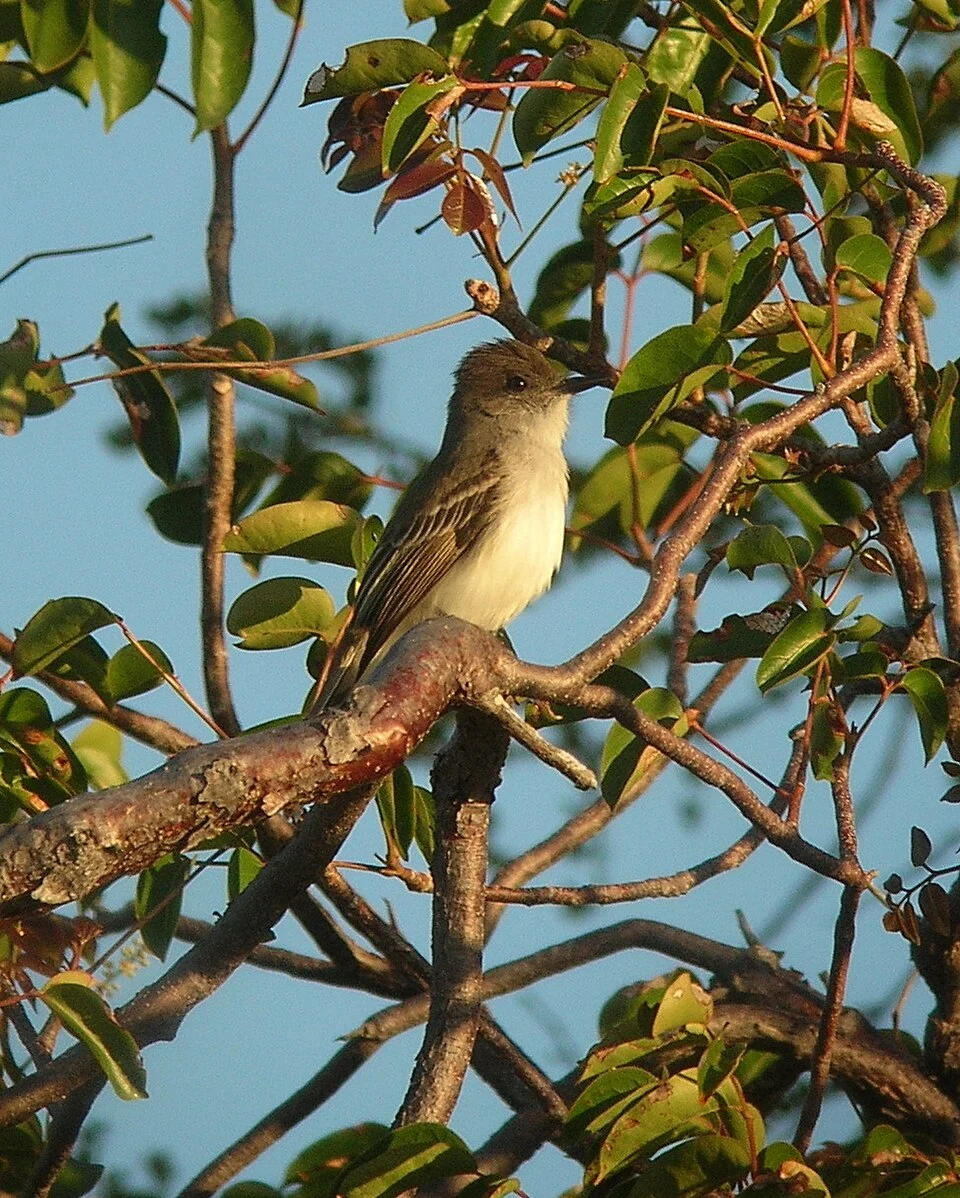 Puerto Rican Flycatcher Myiarchus antillarum