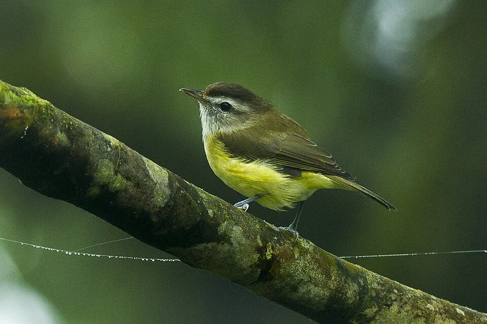Brown-capped Vireo - South Ecuador_S4E8717