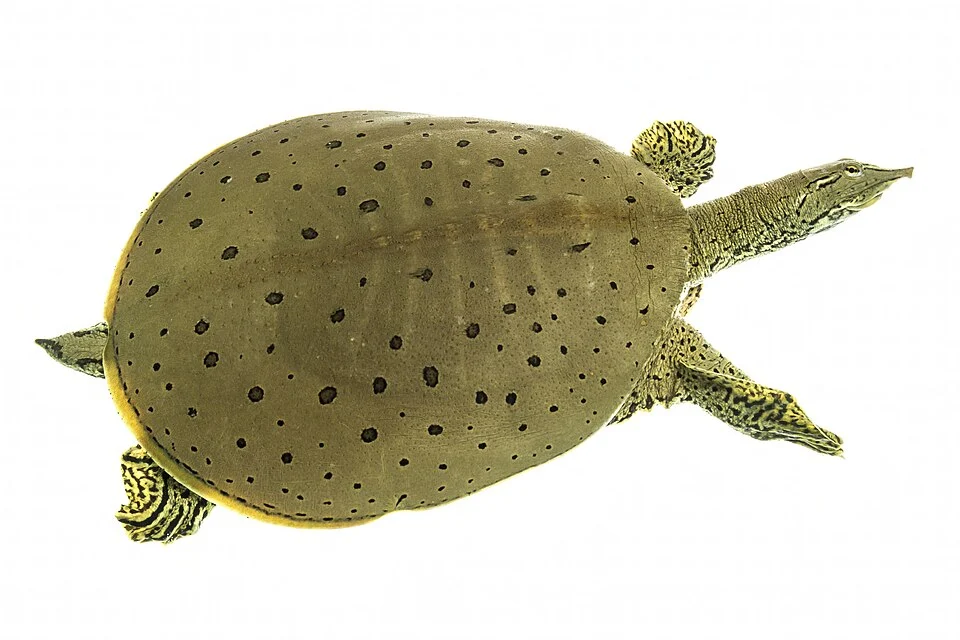 Photo description and credit info: Full shot of a spiny softshell turtle swimming in the water with white background by Sam Stukel, USFWS
