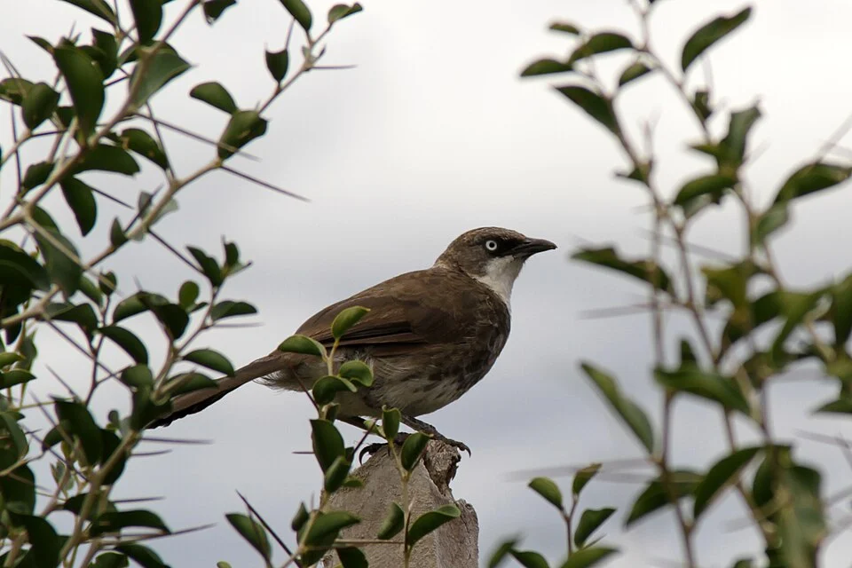 A Northern Pied-babbler in Kenya.