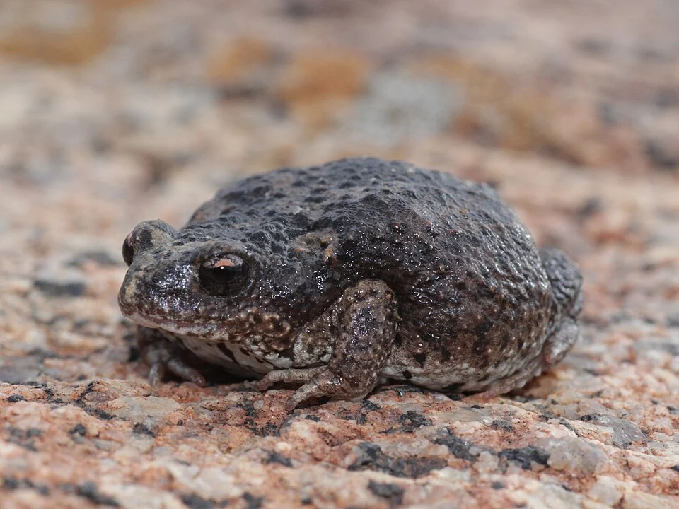 Western Brood Frog (Pseudophryne occidentalis). Species of amphibian.