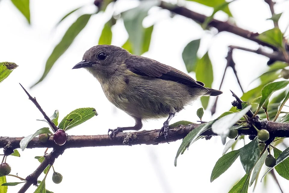 Plain Flowerpecker in Nagarkot, Nepal.