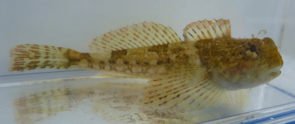 Adult of the species Artedius harringtoni (Scalyhead sculpins).