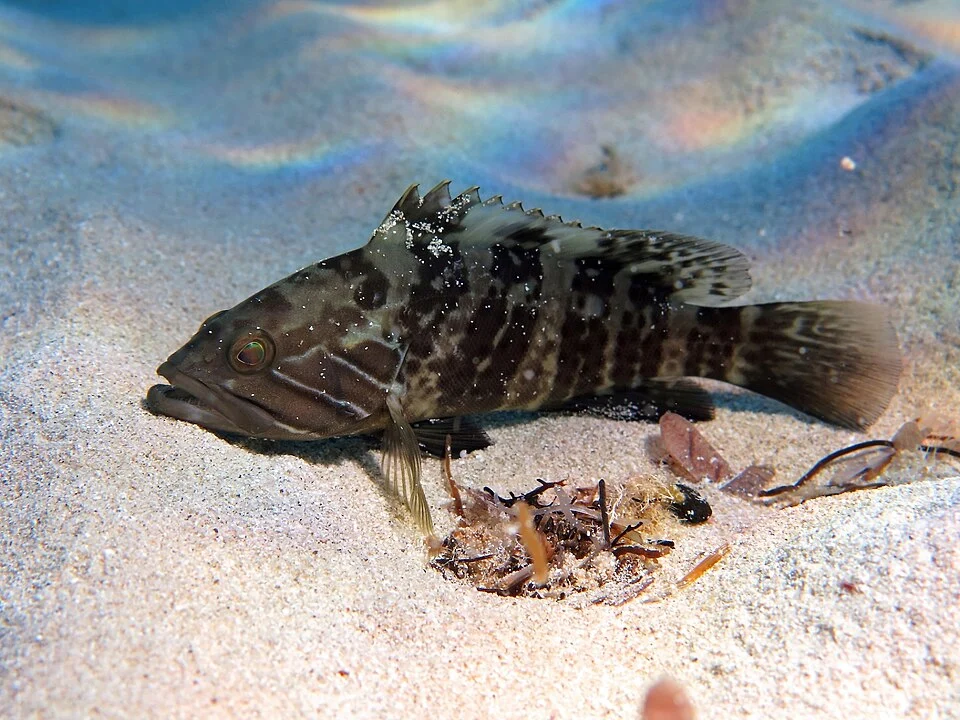 White grouper Epinephelus aeneus
