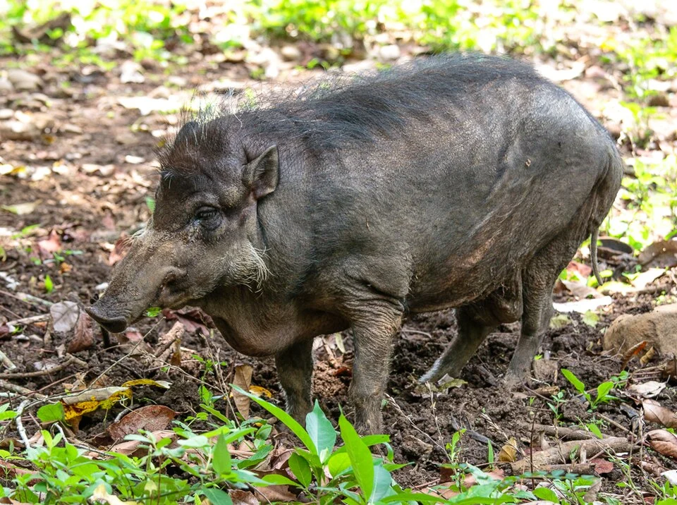 Philippine warty pig (Sus philippensis) in Philippine Eagle Center, Davao, Philippines