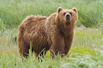 Kodiak Bear (Ursus arctos middendorffi) in Kodiak National Wildlife Refuge, Alaska, United States.