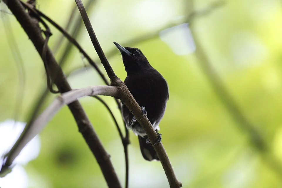 Chuuk Monarch Female, photographed on Fefen Island in April 2025.